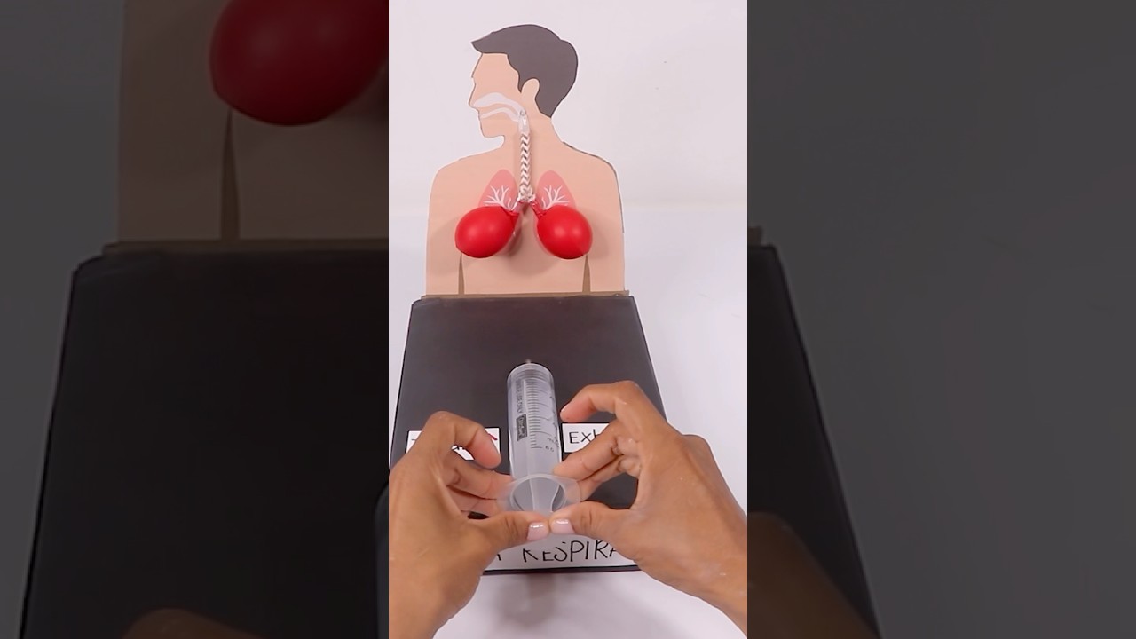 actividades ludicas para el aparato respiratorio