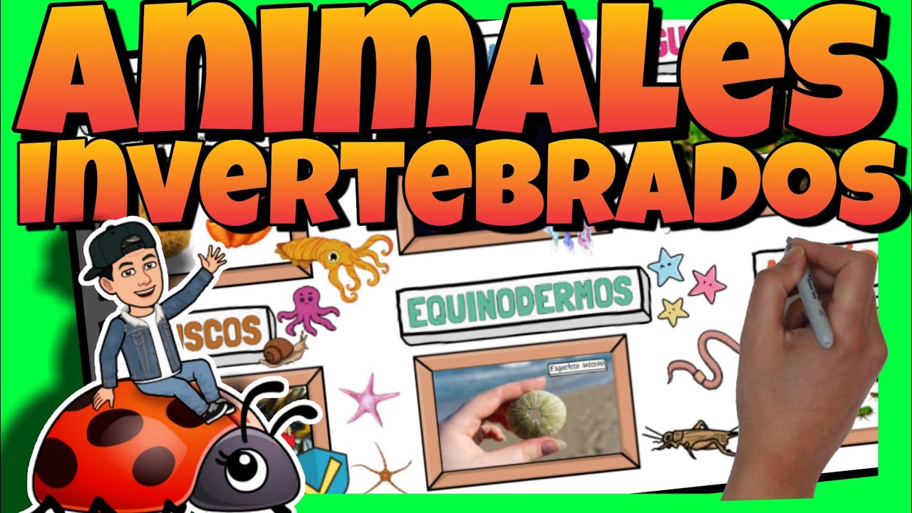 cuadro sinoptico de los animales invertebrados