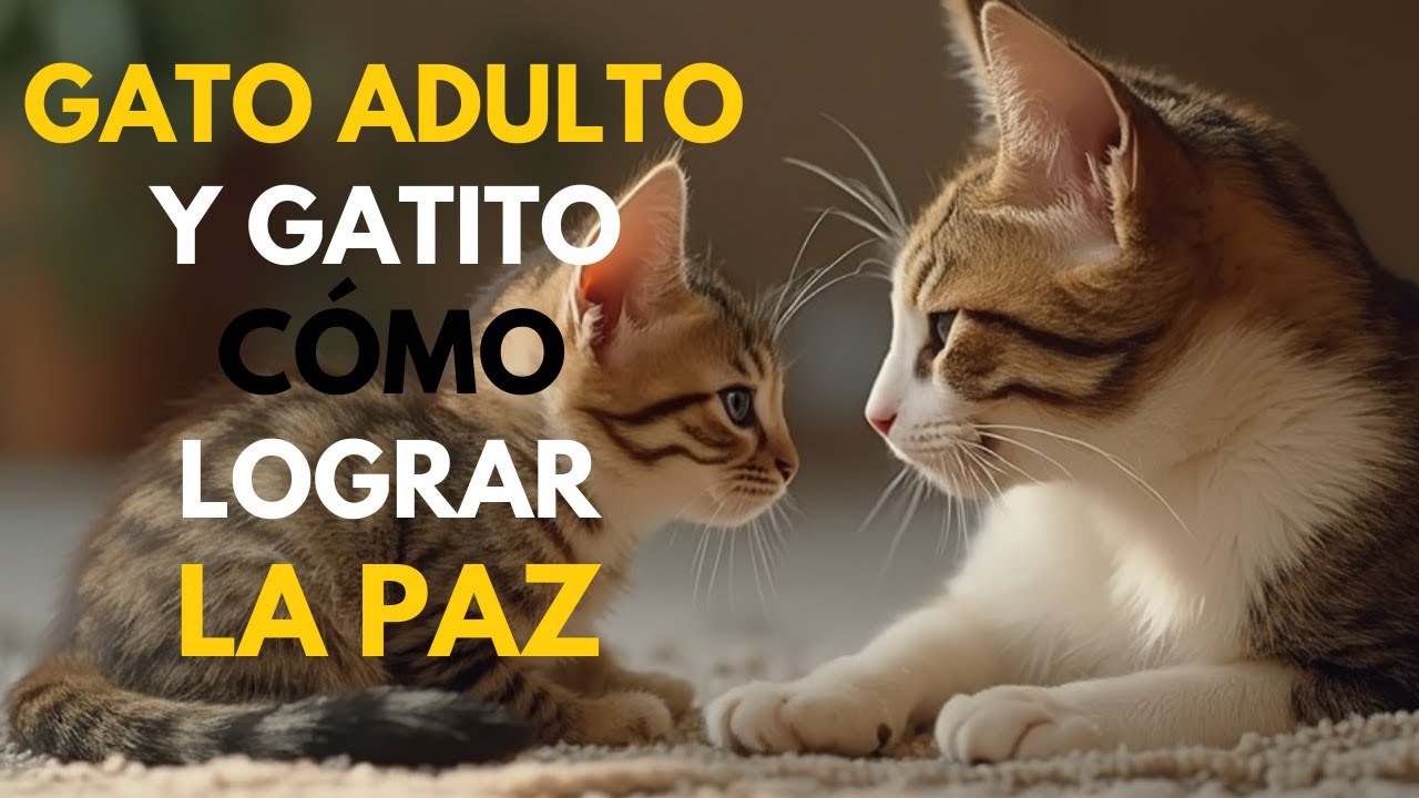 mi gato grande le pega al pequeño