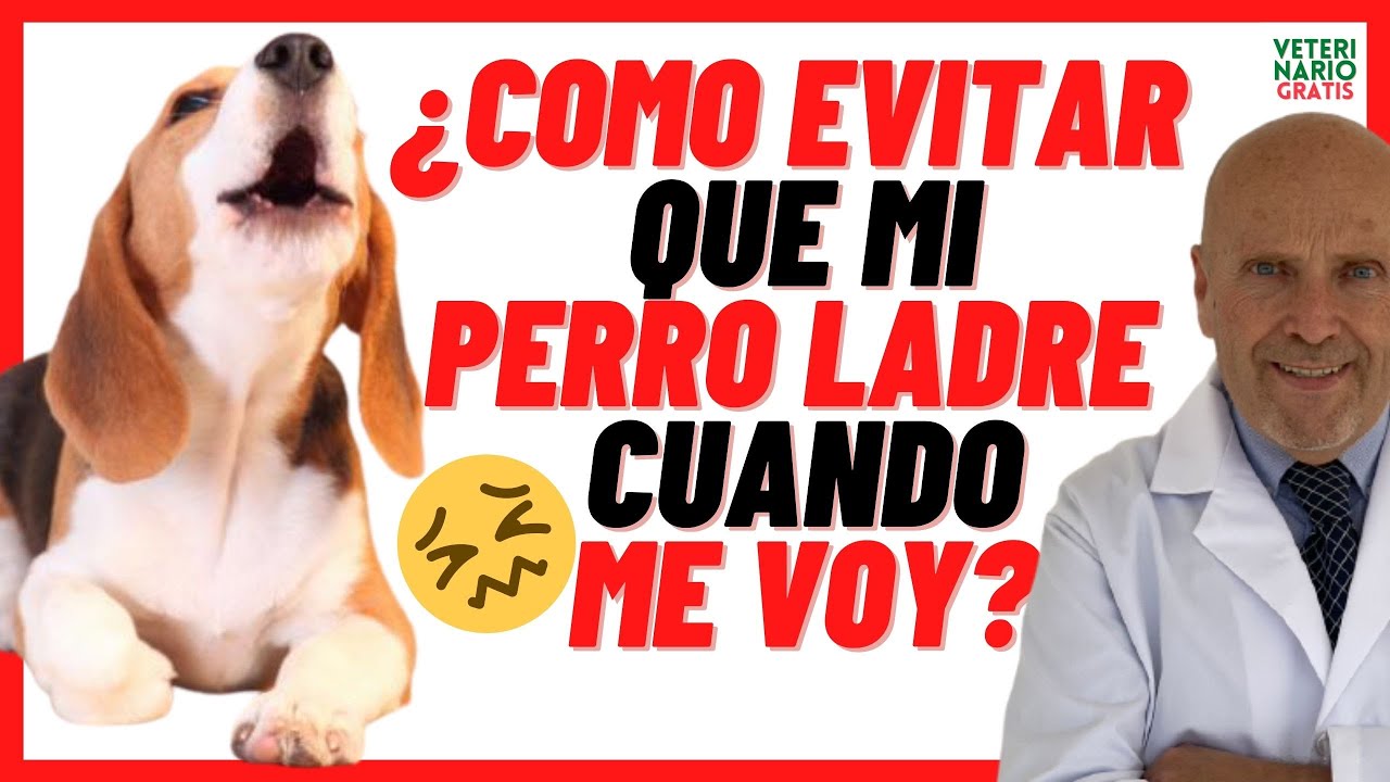 mi perro ladra mucho cuando me voy